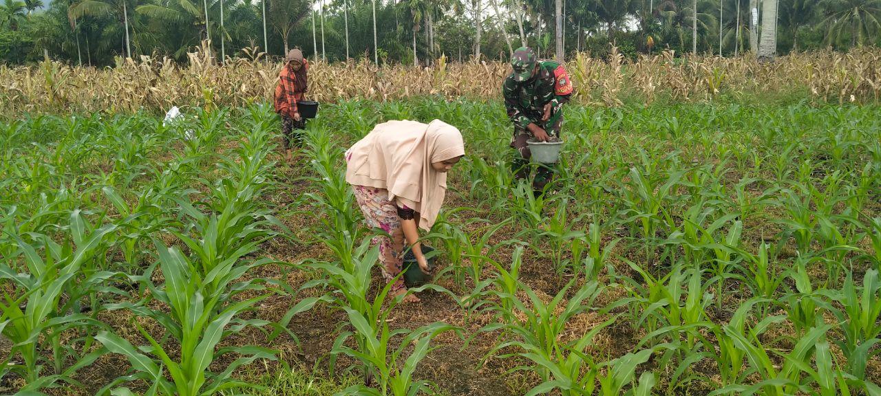 Dampingi Petani, Babinsa Bantu Dongkrak Program Swasembada Pangan