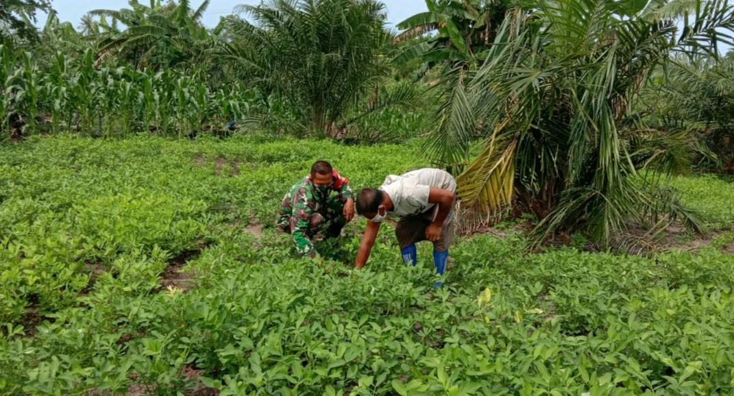 Lakukan Perawatan Pada Tanaman Kacang Tanah, Babinsa Koramil 09/Trumon Bantu Petani Bersihkan Rumput
