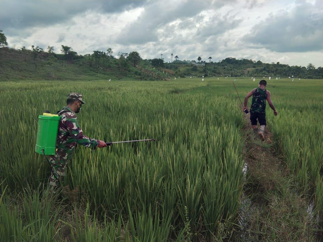 Babinsa Koramil 17/Jantho Ikut Membantu Petani, Ditengah Pandemi