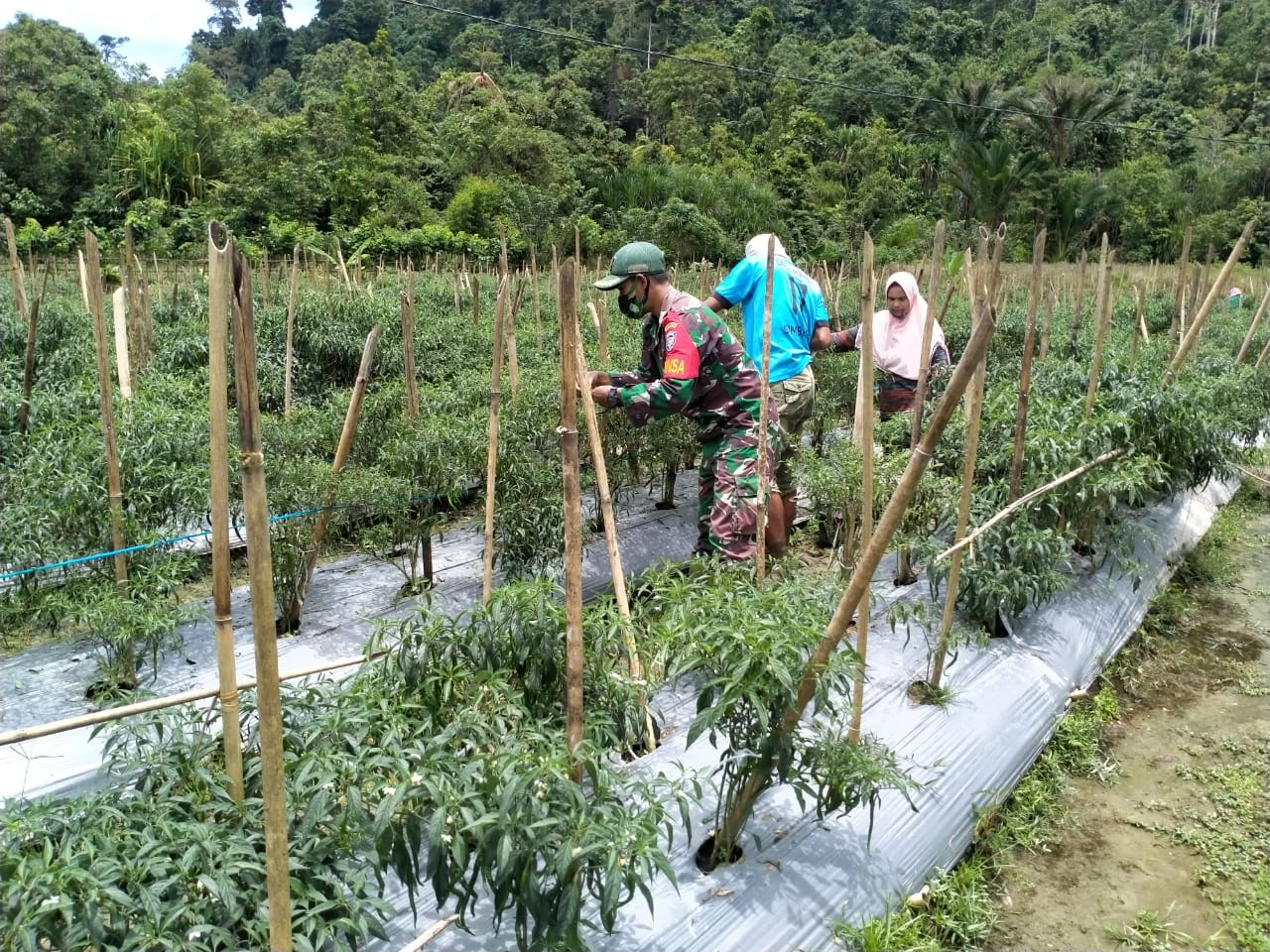 Babinsa Koramil 05/Simeulue Barat Bantu Warga Panen Cabai