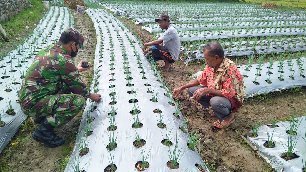 Babinsa Bandar Baru Bantu Petani Bawang Merah Bersihkan Gulma