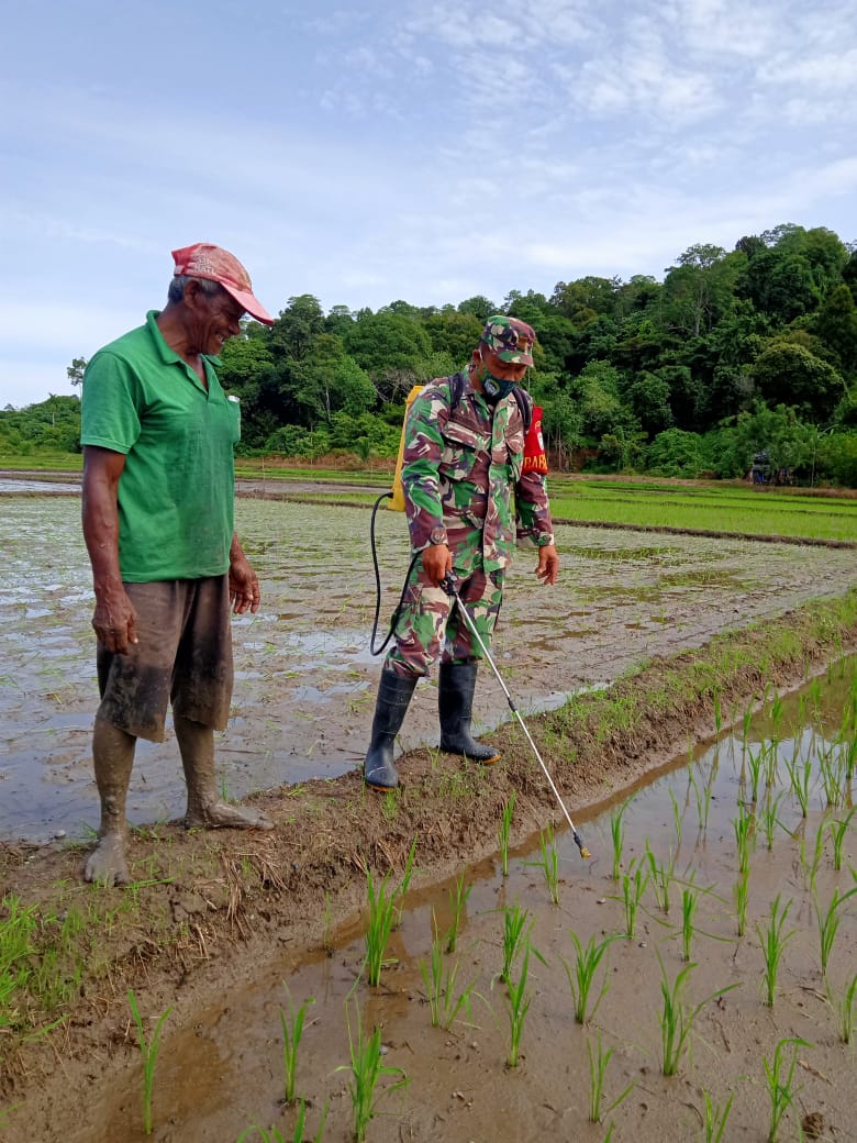 Babinsa Lageun Bantu Petani Basmi Hama Keong