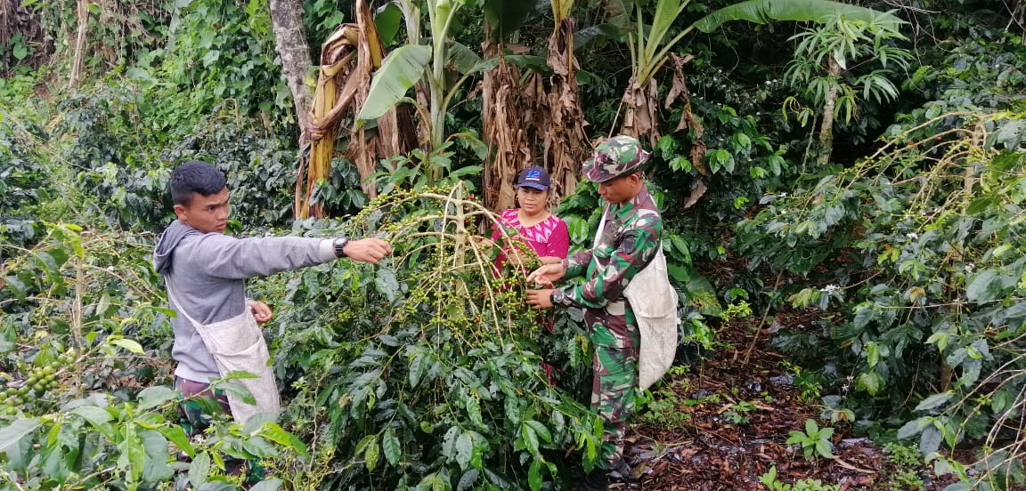 Semangatnya Satgas TMMD ke -109 Kodim Aceh Tengah Memetik Kopi Bersama Warga