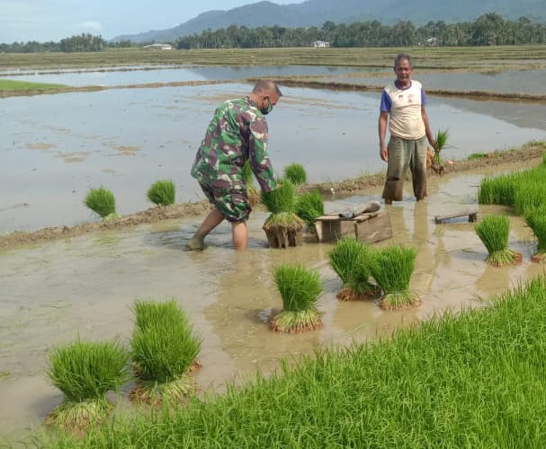 Petani Babinsa Berjibaku dengan Lumpur Sukseskan Program Swasembada Pangan