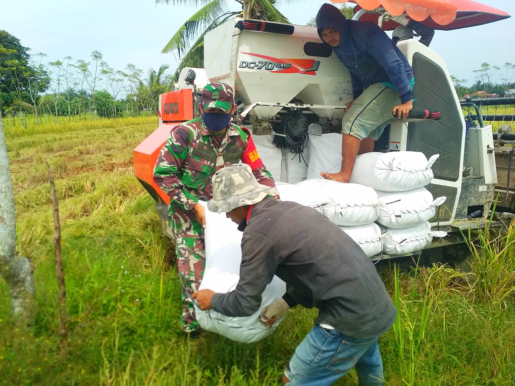 Percepat Proses Panen, Babinsa Ramil 23/Lgst Bantu Petani