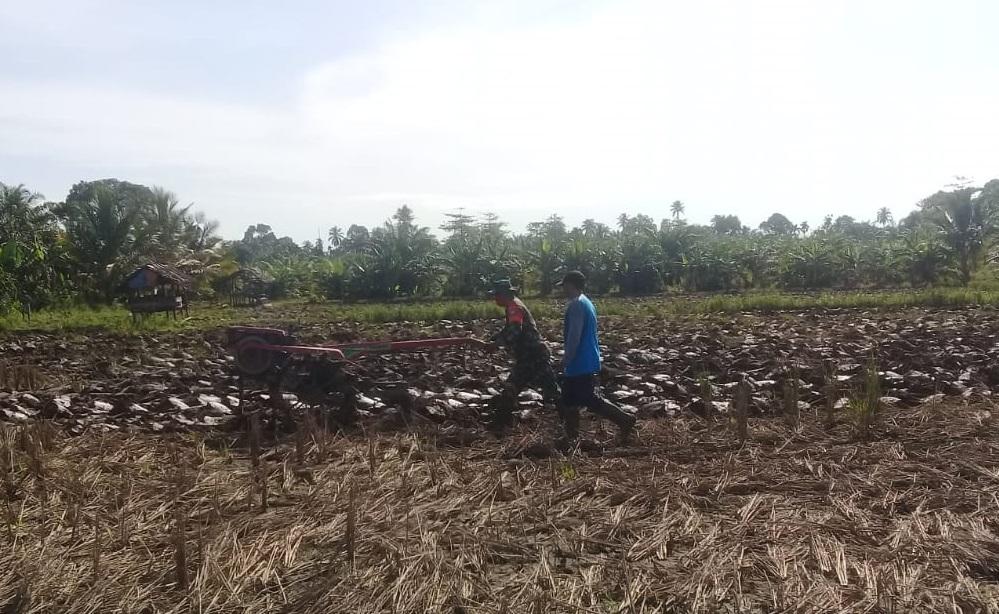 Babinsa Pos Ramil Tripa Makmur Membantu Petani dalam Pengolahan Tanah