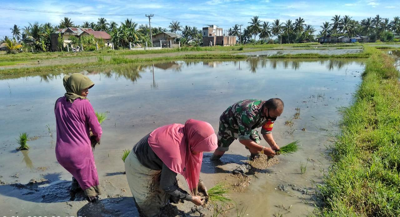 Terjun ke Sawah Babinsa Bantu Petani Tanam Padi