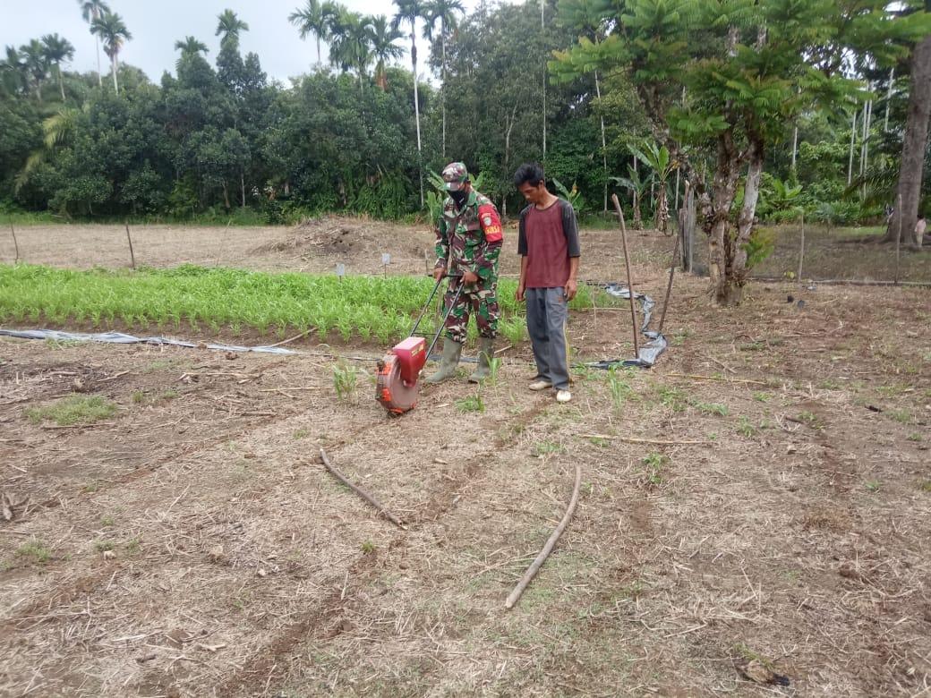 Tingkatkan Hanpangan di Masa Pandemi Covid-19, Serda Sondang Bantu Petani