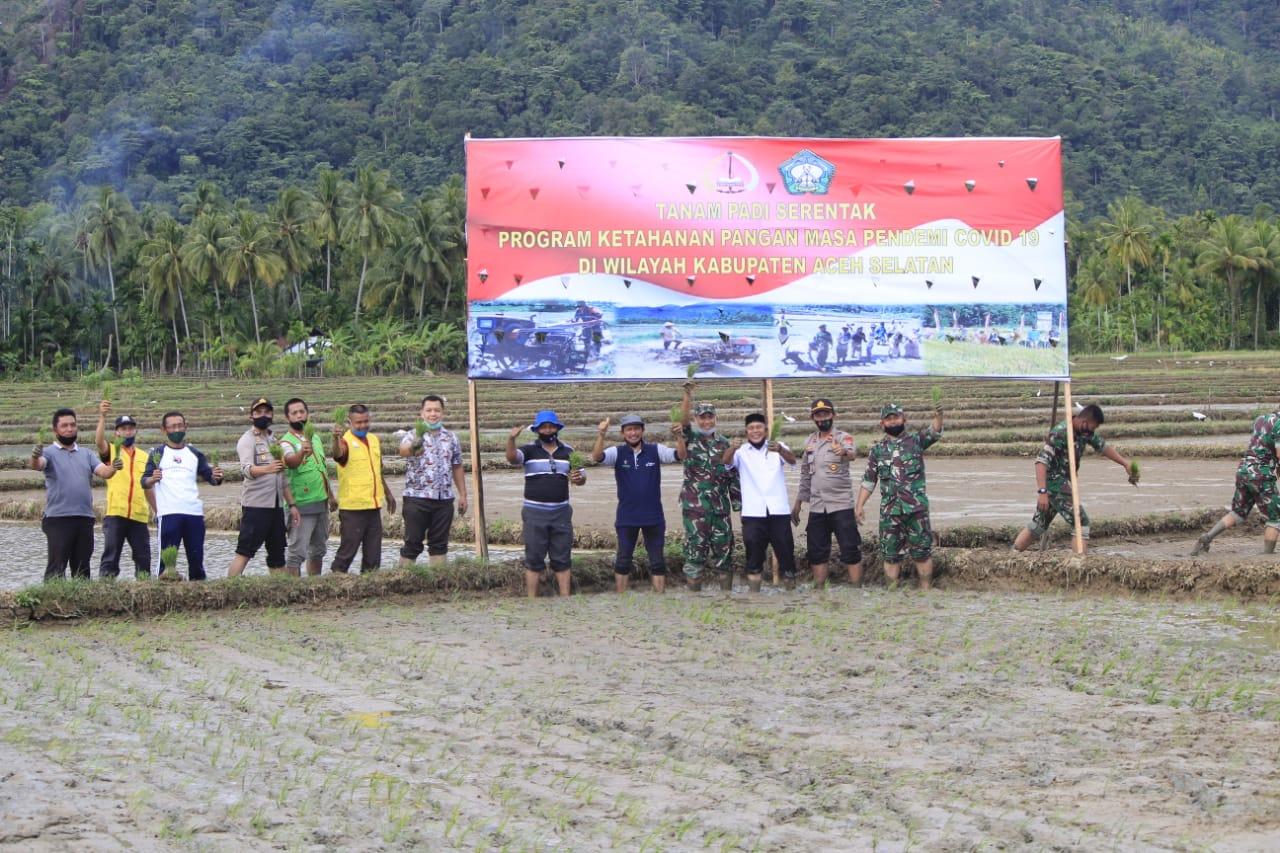Dandim bersama Bupati Aceh Selatan Tanam Padi Serentak di Lahan CLPL Program Hanpangan 2020