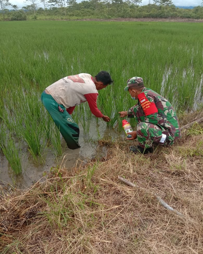 Diserang Hama Ulat, Sertu Parowoto Cek Kondisi Tanaman Padi Petani