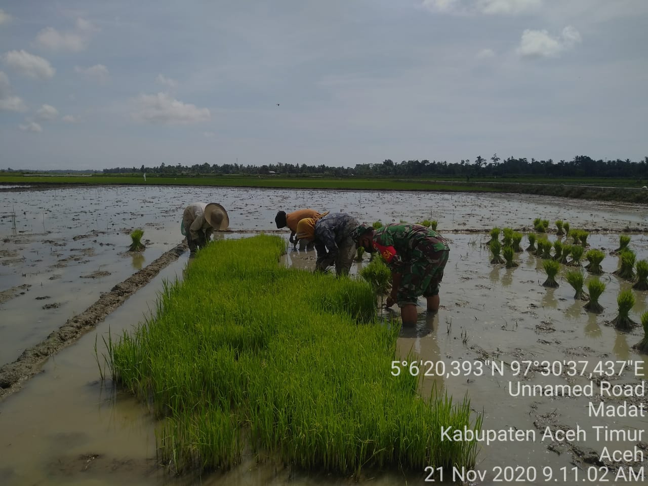 Babinsa Koramil 21/Madat Bantu Petani Mencabut Bibit Padi