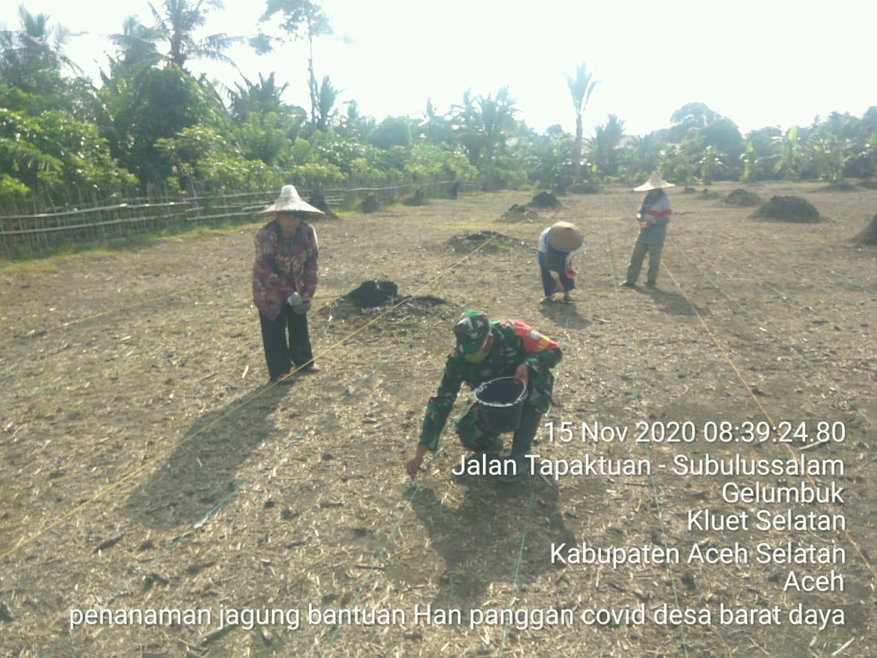 Upaya Meningkatan Ketahanan Pangan Wilayah, Serma Isradi Bantu Petani Tanam Jagung