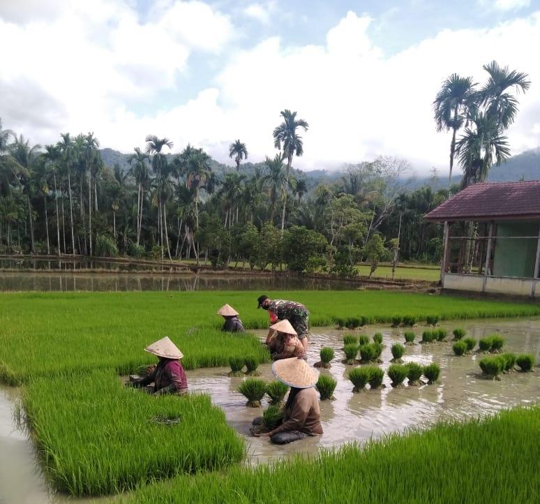 Keterlibatan Babinsa Dalam Kesuksesan Swasembada Pangan, Bersama Petani Babinsa Pindahkan Bibit Padi Yang Siap Ditanam