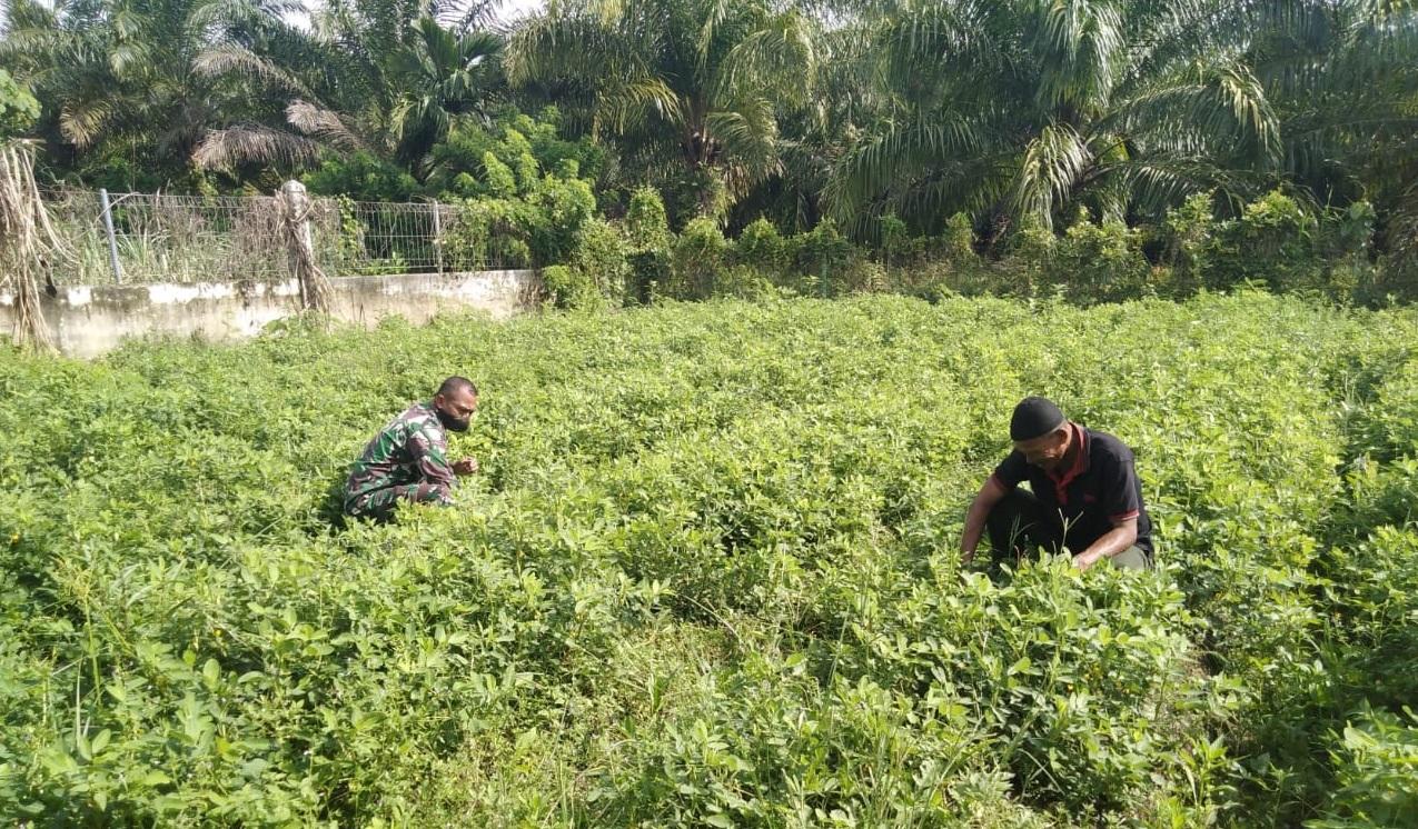 Babinsa Posramil Tripa Makmur Membantu Petani Merawat Tanaman Kacang Tanah