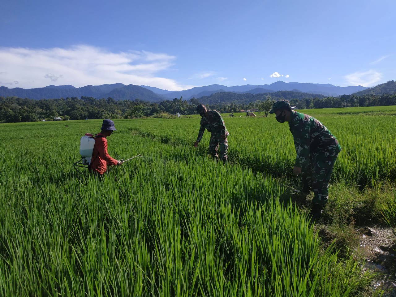 Capai Keberhasilan Swasembada Pangan, Secara Rutin Babinsa Pantau Perkembangan Tanaman Padi Petani