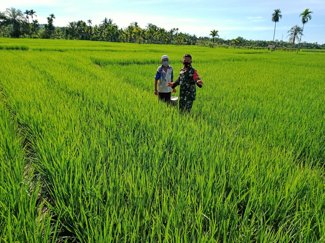 Capai Upsus Ketahanan Pangan, Babinsa Dan Petani Pantau Perkembangan Tanaman Padi