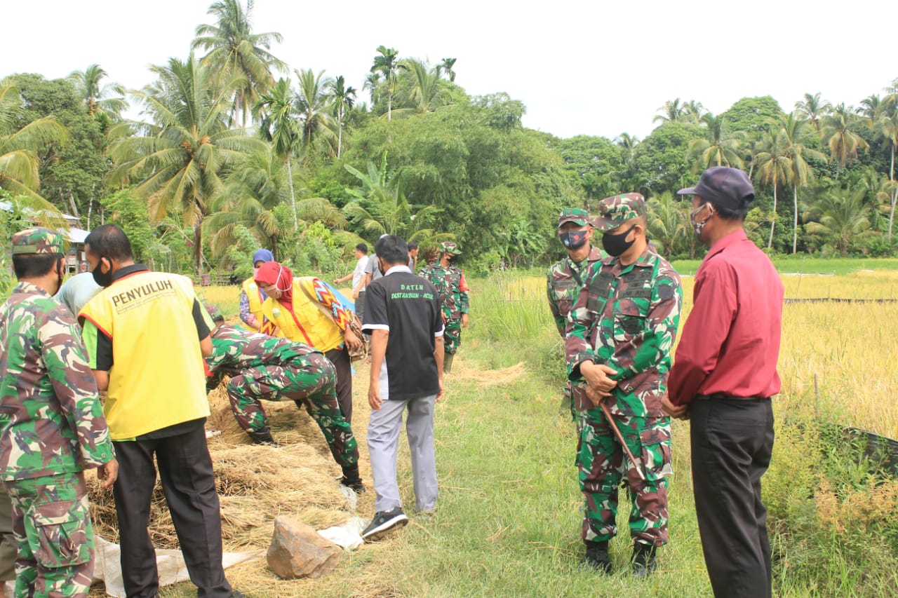 Dandim Aceh Selatan Terjun Langsung Pantau Hasil Panen Padi