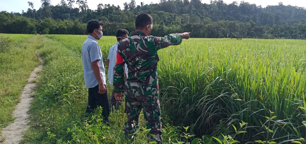 Babinsa bersama Ppl pantau perkembangan padi di wilayah binaan