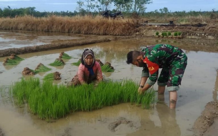 Babinsa Koramil 10/Labar Lakukan Upsus Pendampingan Pertanian Sekaligus Bantu Petani Cabut Benih Padi