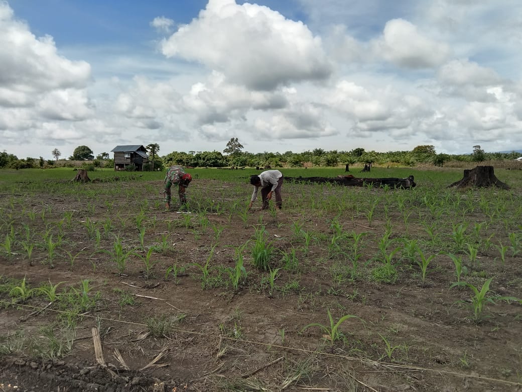 Babinsa Koramil 09/Trumon Bantu Petani Rawat Tanaman Jagung dalam Program Upsus Pendampingan Pertanian