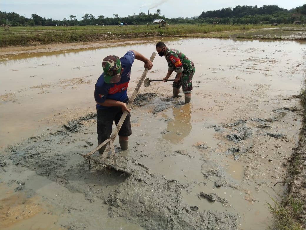 Sukseskan Swasembada Pangan Saat Pandemi Covid-19, Babinsa Ramil 11/Brb Bantu Petani