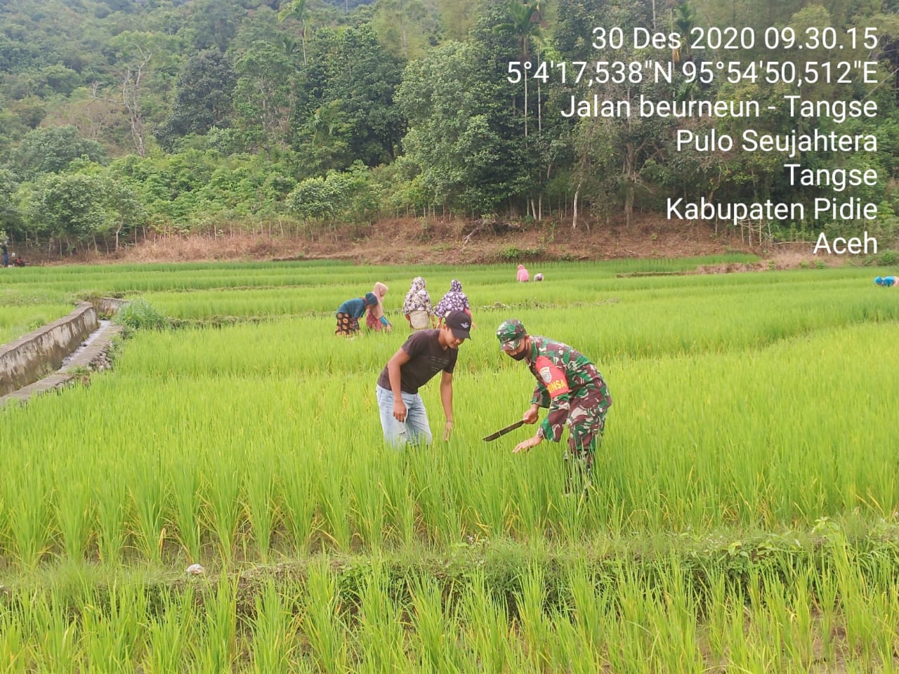 Perkuat Hanpangan, Babinsa Koramil 16/Tangse Dampingi Petani