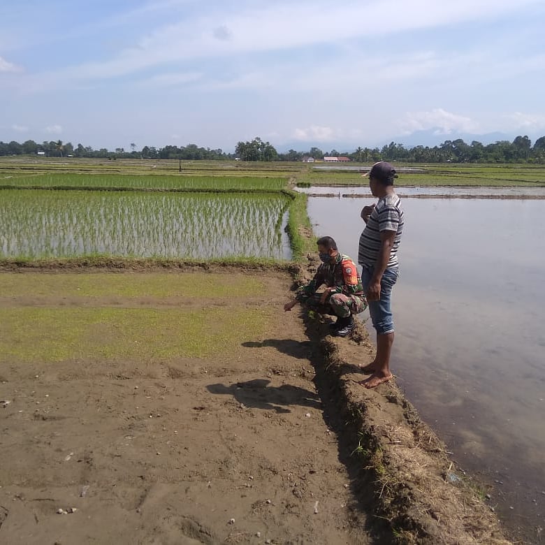 SUKSESKAN PROGRAM SWASEMBADA PANGAN, BABINSA KORAMIL 07/BABAHROT DAMPINGI PETANI SEMAI BENIH PADI