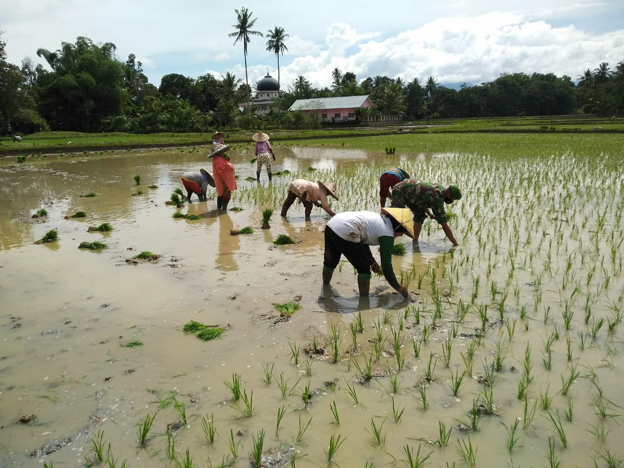 Musim Penghujan Tiba, Babinsa Terjun Bantu Petani Tanam Padi