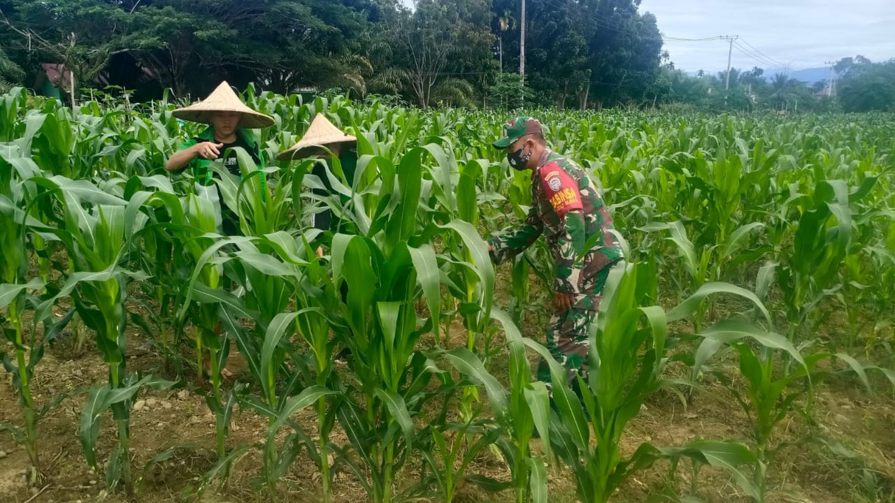 Tingkatkan Ketahanan Pangan Babinsa Bantu Petani Rawat Jagung Selama Pendemi Covid 19