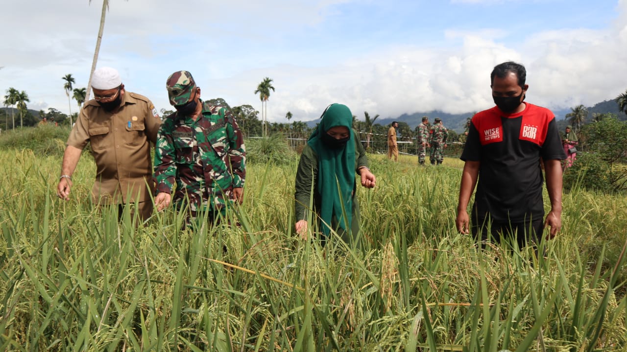 Dongkrak Swasembada Pangan Ditengah Pandemi, TNI Bersama Distan Beraksi