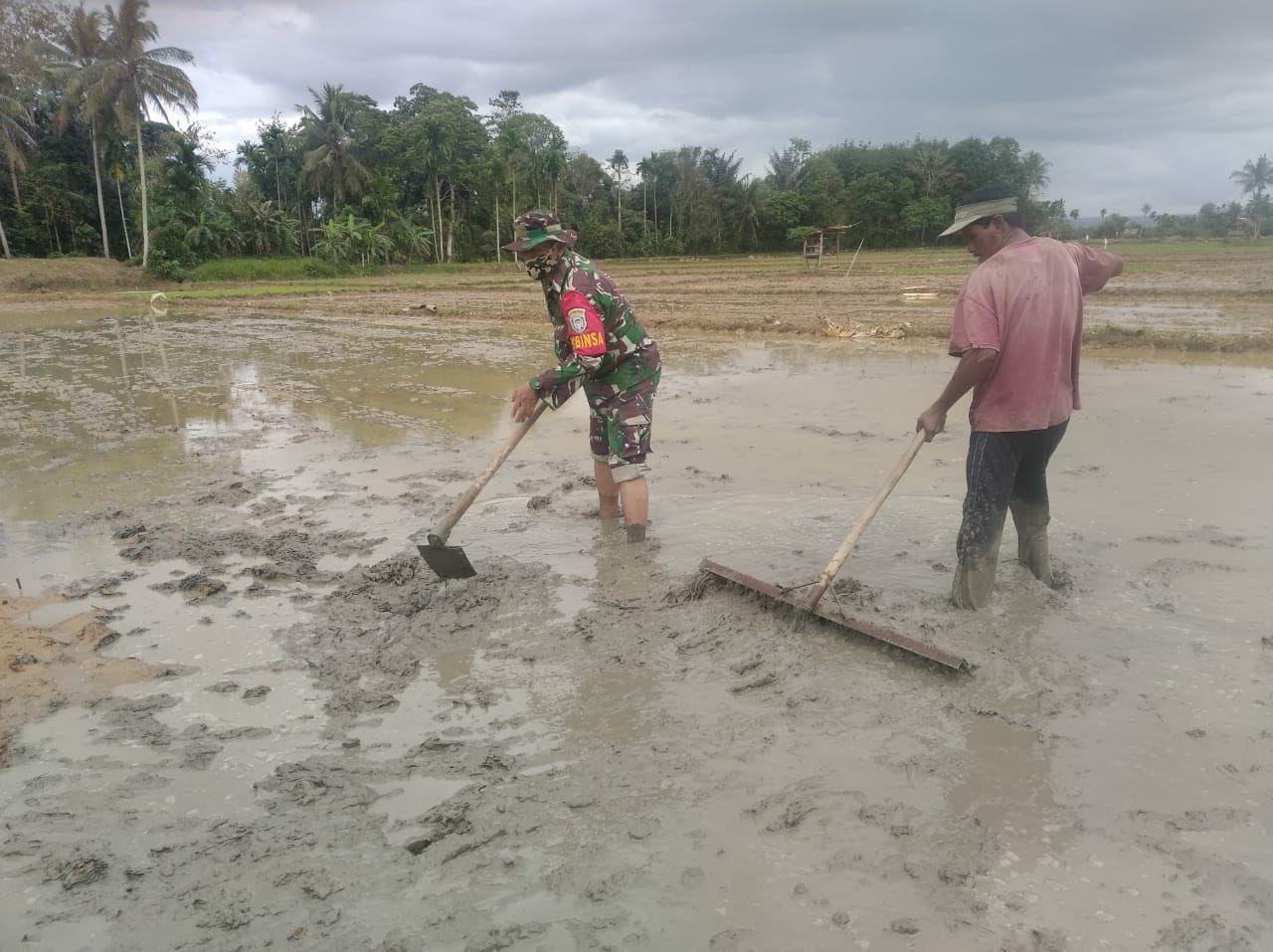 Semangat Babinsa Dalam Membantu Masyarakat Mengolah Dan Membajak Sawah