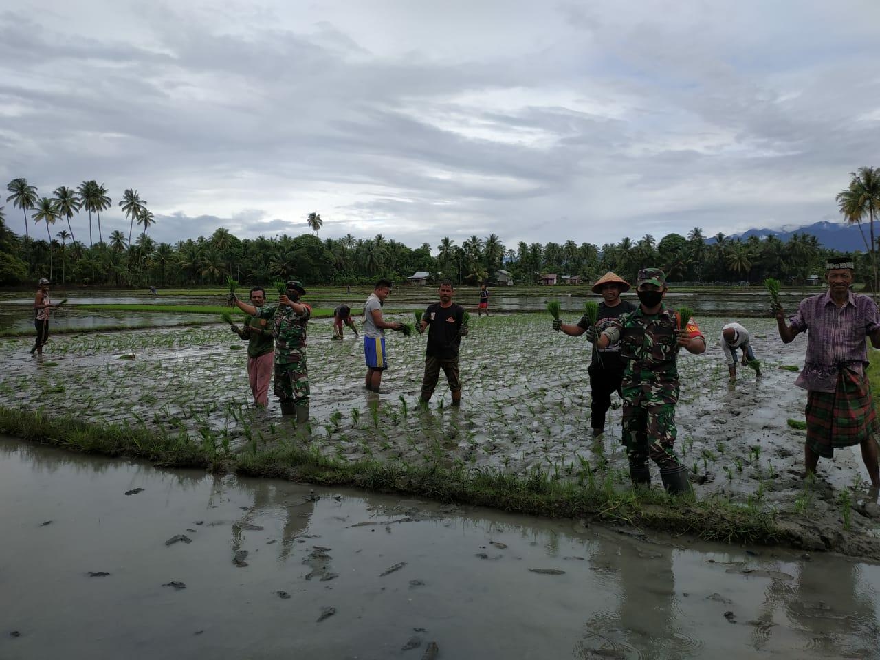 Sukseskan Ketahanan Pangan, Personil Koramil 10/Labar Terjun ke Sawah Bantu Petani Tanam Padi