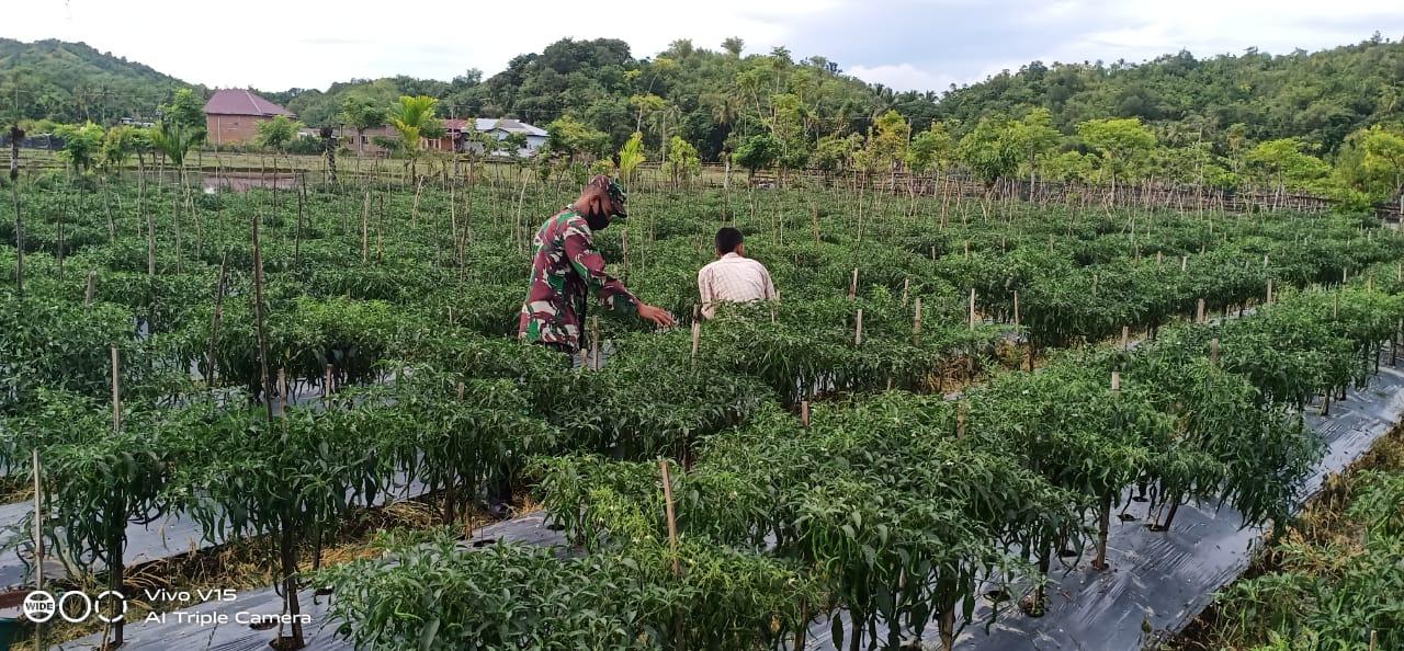 Sukseskan Ketahanan Pangan, Babinsa Koramil 04/Sawang Bantu Petani Rawat Tanaman Cabe