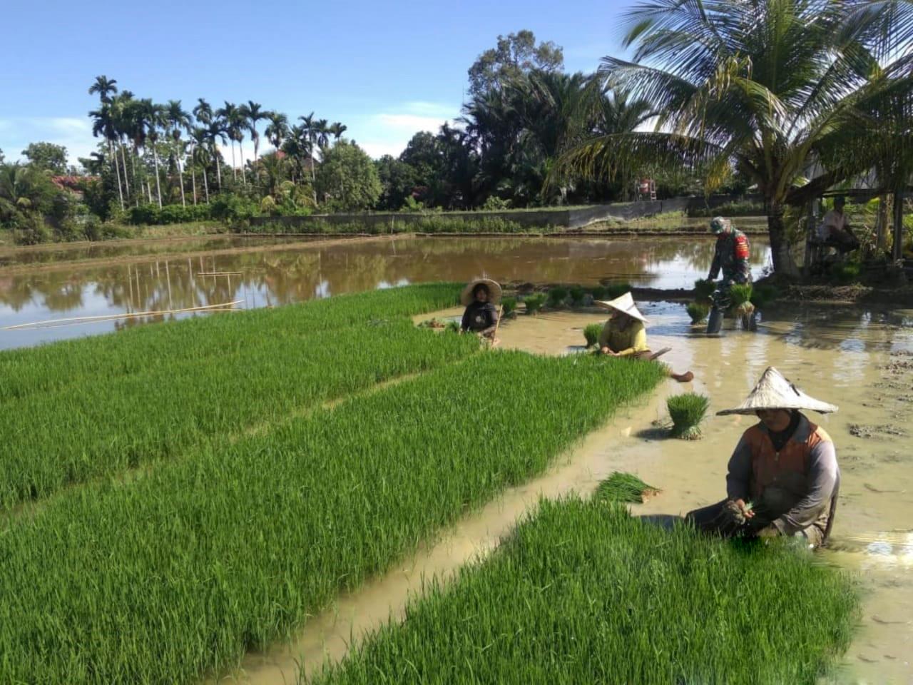 Babinsa Posramil Suka Makmue bantu petani cabut benih padi