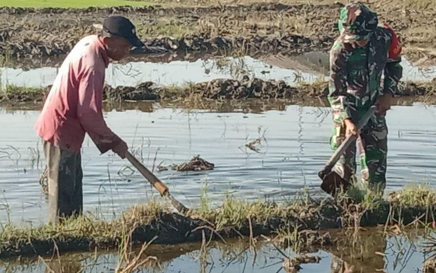 Persiapan Tanam Padi, Babinsa Bersama Petani Berjibaku Olah Lahan