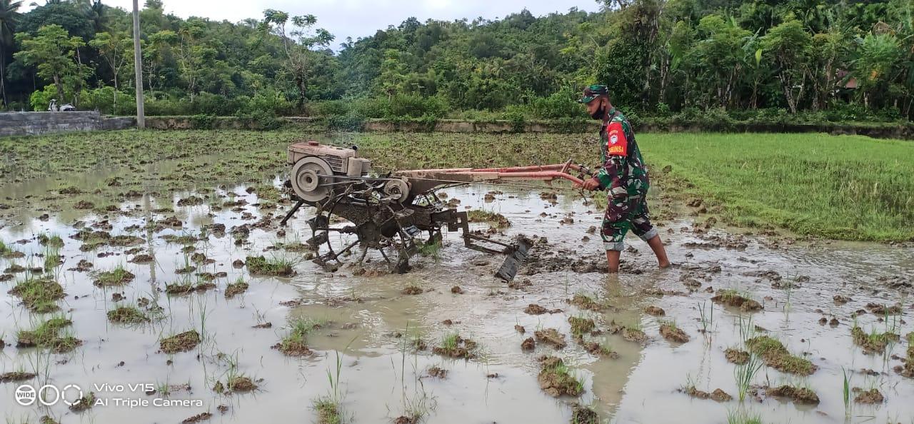 Masa Pengolahan Lahan Tiba, Babinsa 04/Sawang Optimalkan Pendampingan Pertanian di Wilayah Desa Binaan