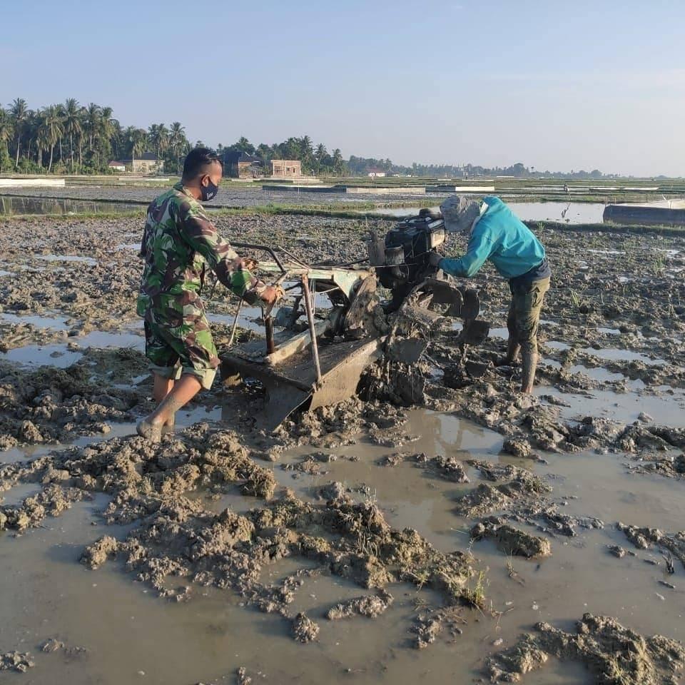 Percepat Masa Tanam Babinsa Bantu Petani Bajak Sawah