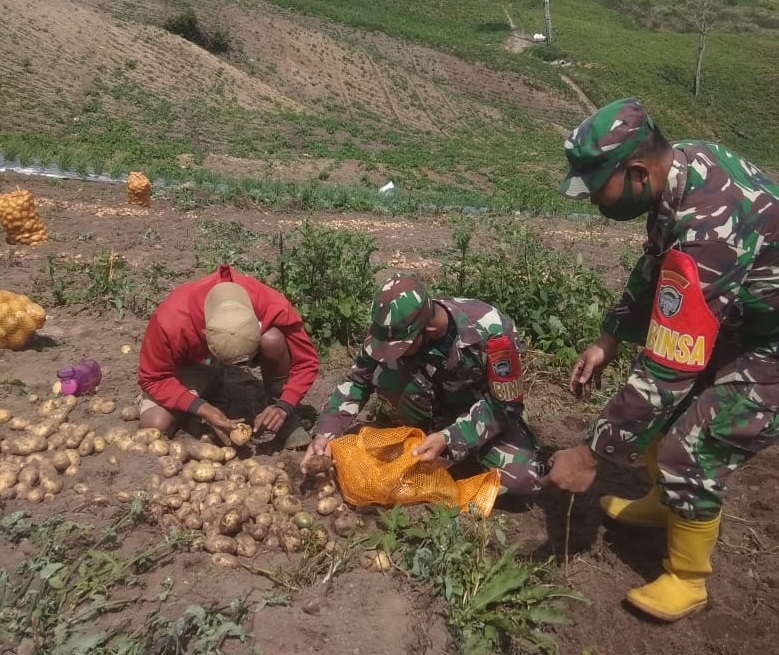 Tingkatkan Produktivitas Ketahanan Pangan, Babinsa Dampingan Petani