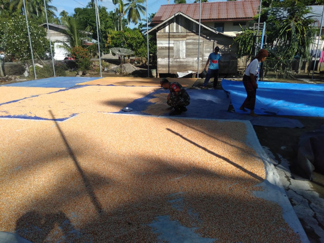 Babinsa Koramil 06/Teunom Bantu Warga Jemur Jagung