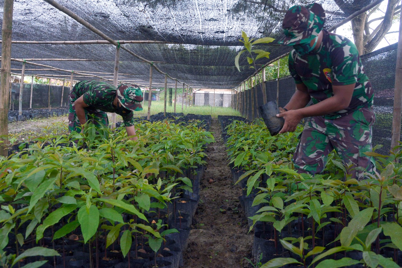 Produktif, Dimasa Covid 19, TNI Kembangkan Ribuan Tumbuhan