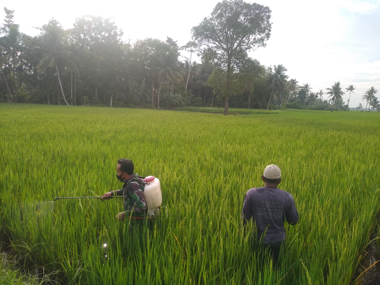 Babinsa Koramil 21/Madat Membantu Penyemprotan Padi