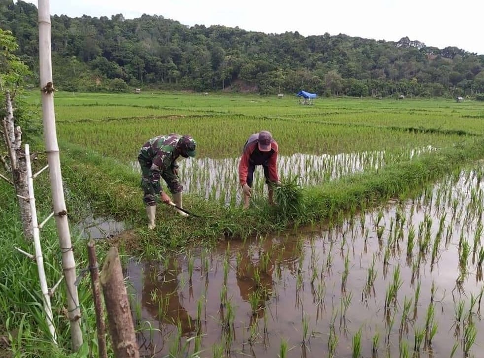 Babinsa Bersama Masyarakat Bersihkan Rumput Liar Dan Gulma Sebagai Langkah Guna Mensukseskan Program Swasembada Tangan