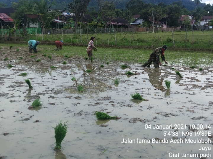 Babinsa koramil 01/Lamno Membantu Petani Padi