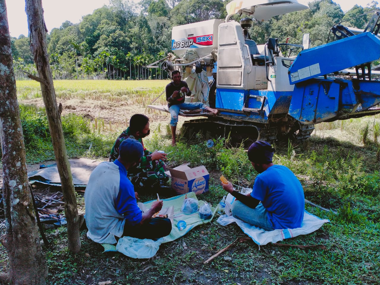Potong Padi Menggunkaan Mesin Combine, Babinsa Dampingi Petani Pada Kegiatan Panen Padi