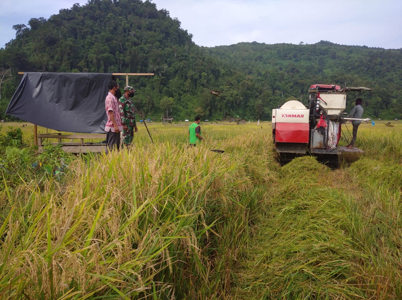 Babinsa Lamno Bersama PPL Pantau Panen Padi