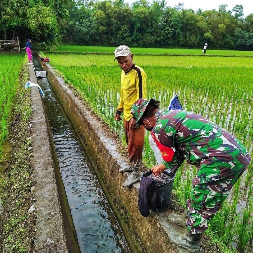 Tingkatkan Swasembada Pangan Babinsa Dampingi Pemupukan Padi di Sawah