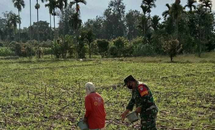 Babinsa Dampingi Petani Pupuk Jagung Guna Tingkatkan Swasembada Pangan