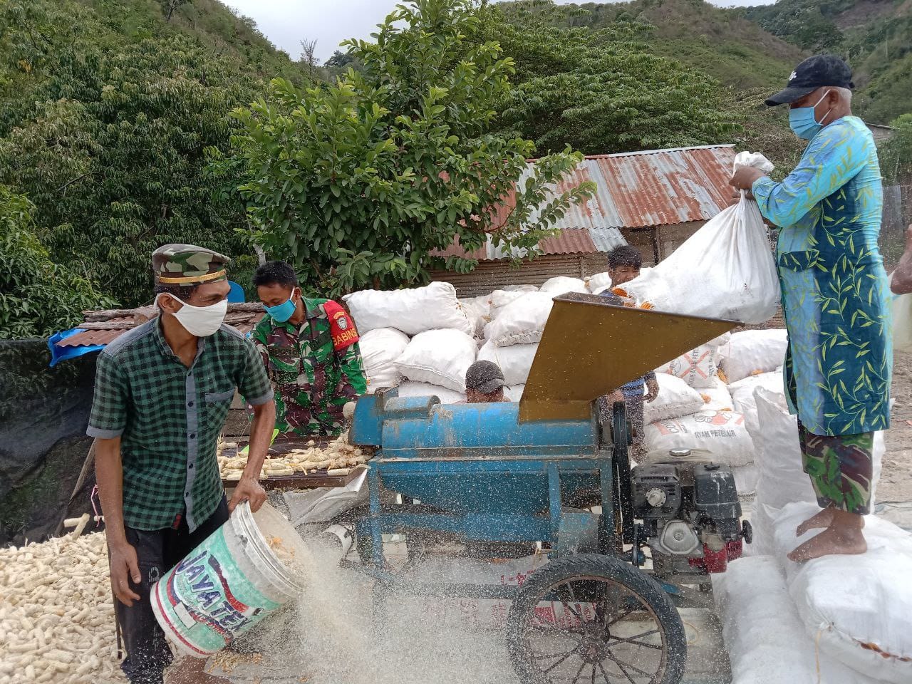 Serda Sugito Bantu Rontokan Hasil Panen Jagung Milik Petani