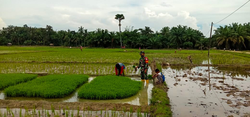 Babinsa Koramil Rantau Peureulak Tak Segan Main Lumpur, Turun Ke Sawah Bantu Petani Daud