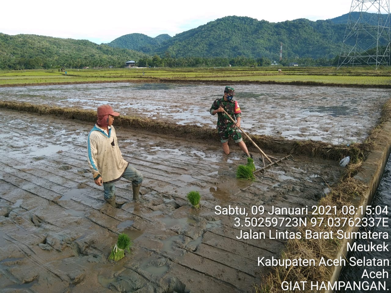 Upaya Percepatan Masa Tanam, Babinsa Koramil 12/Latim Bantu Petani Tanam Padi